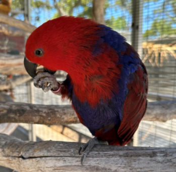 Our Birds Are “Nuts” for This Volunteer!!