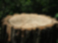 tree-stump-3350196_1280.jpg