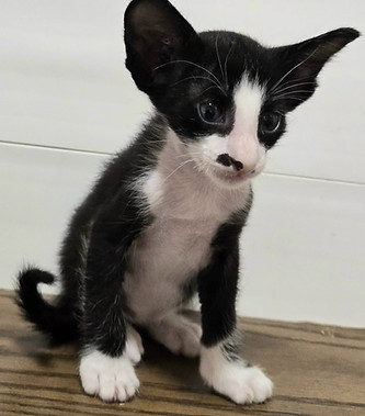 Tuxido kitten