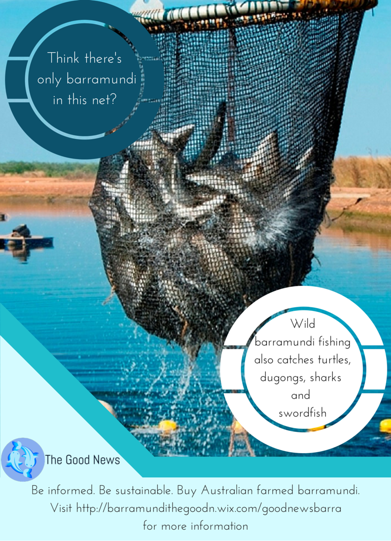 Think there's only barramundi in this net- (1)
