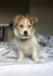 Terrier