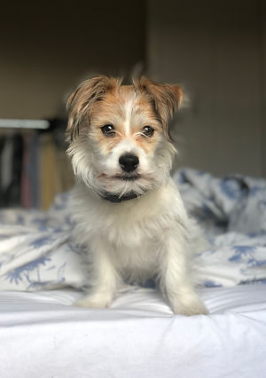 Terrier