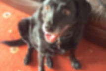 funny dog