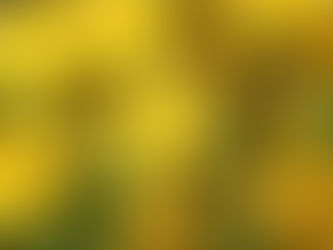 Βαλσαμέλαιο -  St. John’s Wort oil 