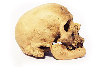 El craneo de los Homos Sapiens