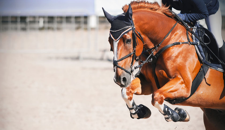 AdobeStock_299305377 Agri, equestrian.jpeg