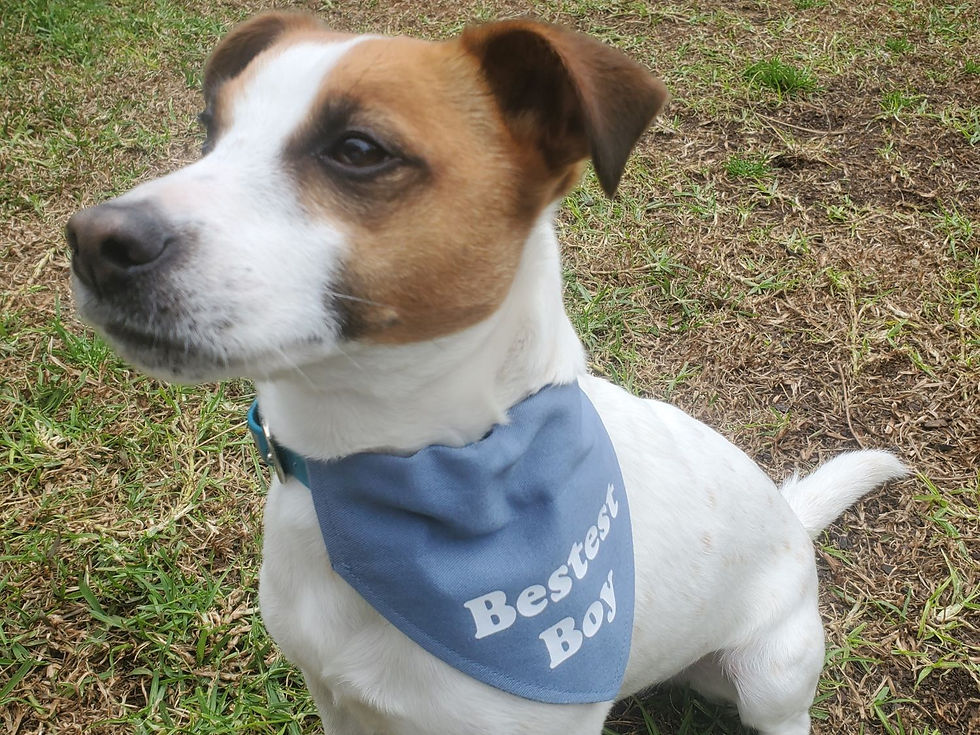 Thumbnail: Dog wearing a bandana with 'Bestest Boy' printed on it.