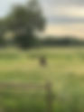 Grizzly Bear Management Update, Q&A, Dinner