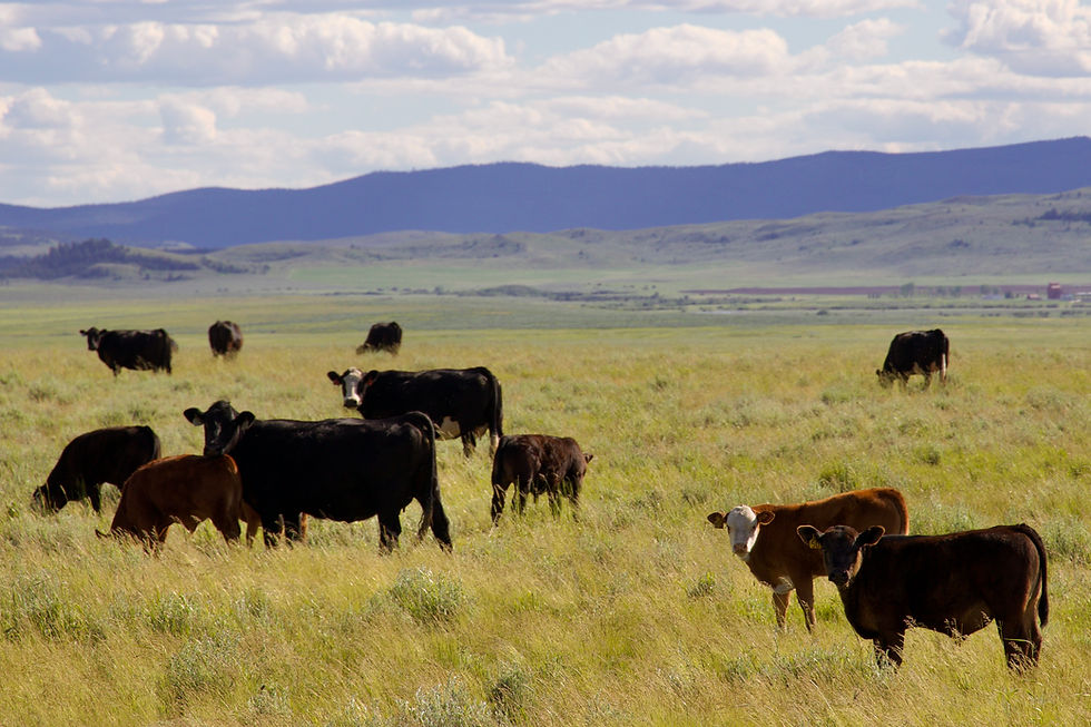 Increased Beef Imports Could Create Long-term Damage