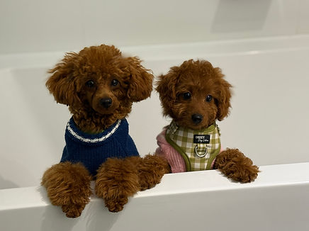 Age and colour comparison of red toys