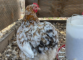 millie hen.jpg