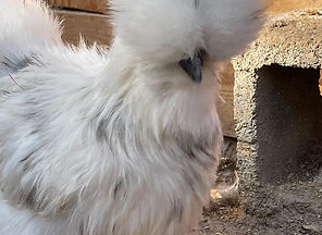 silkie paint.jpg