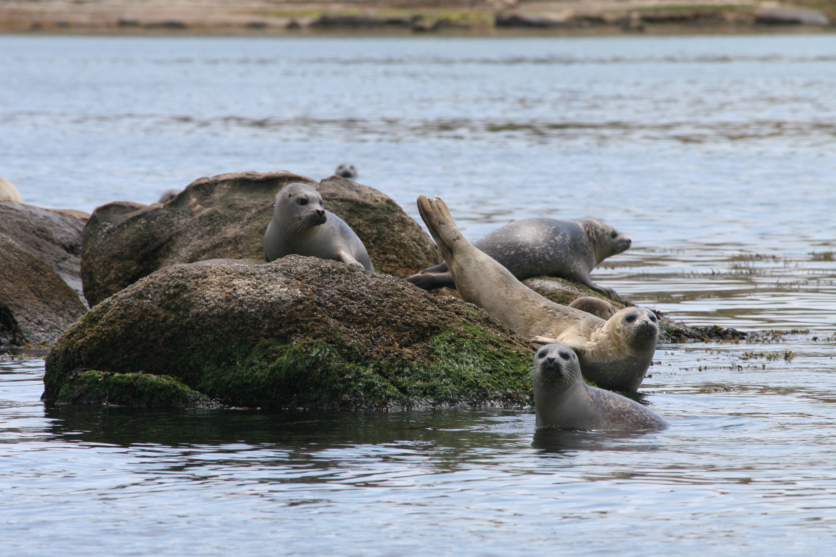 Seal Watch/Seal Population Study Teacher Workshop & Cruise