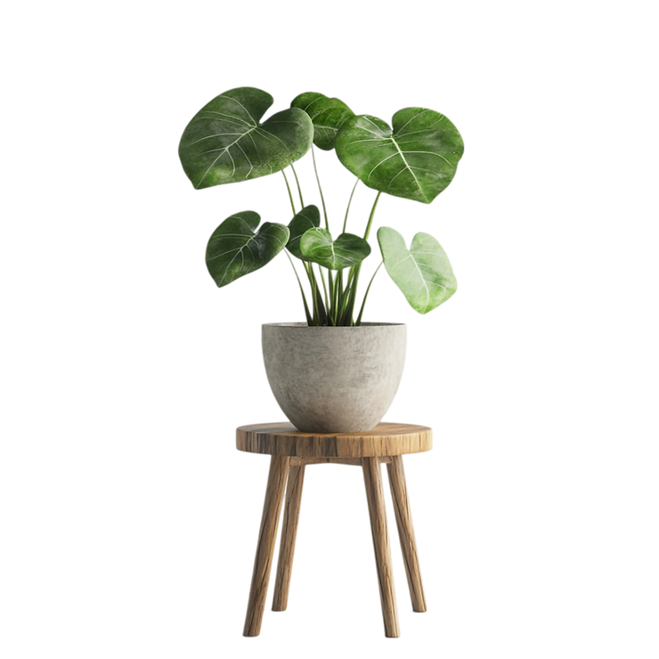 Elegant indoor plant.png