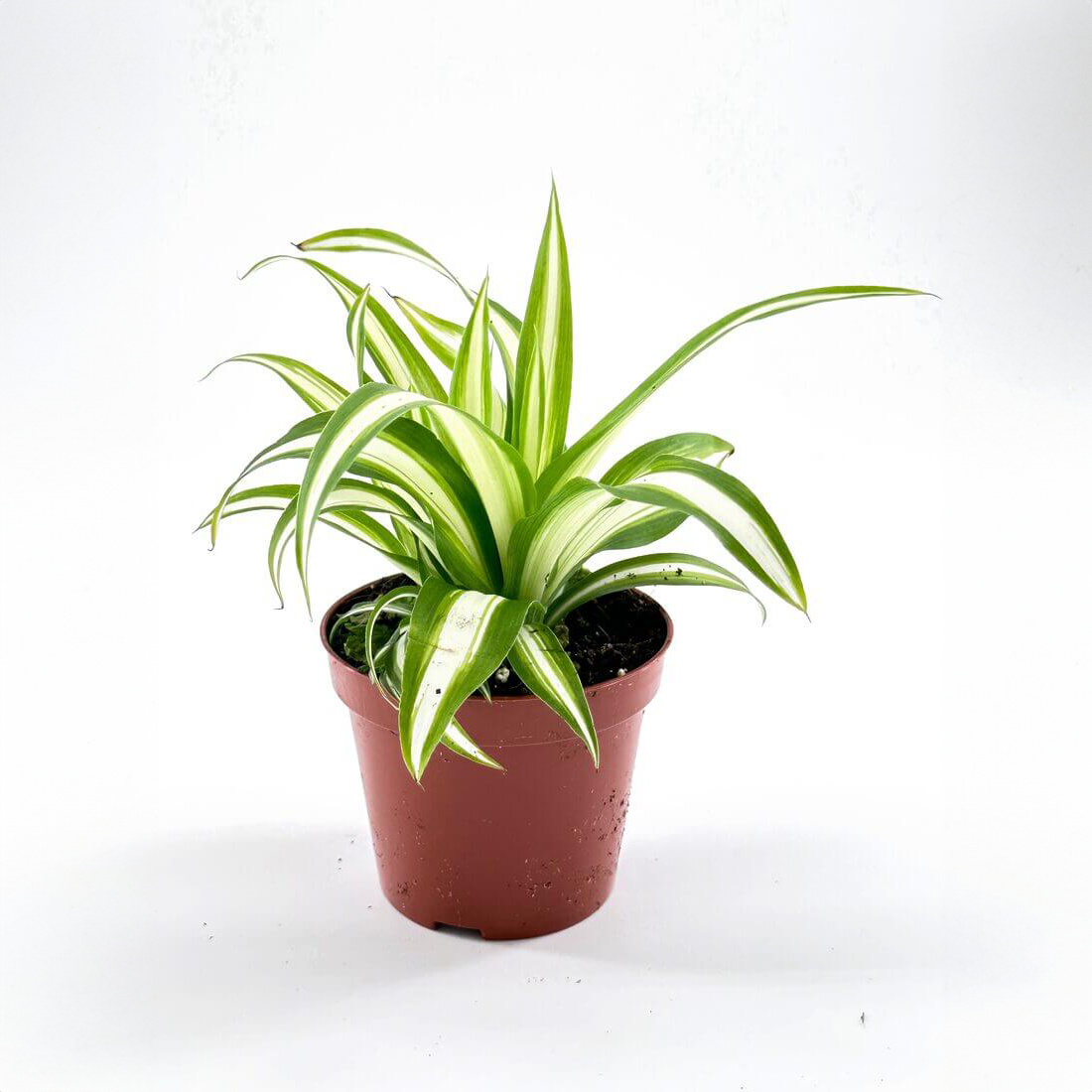 Spider Plant (Chlorophytum Comosum ‘Variegatum’)