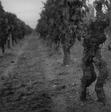 040-le-vignoble-595x600.jpg