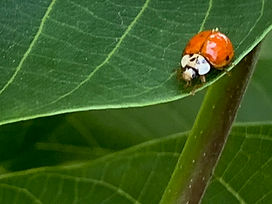 christophe ehrhart - coccinelle.jpg