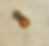 Thumbnail: Gold Glitter Wicca Plug (Single 10mm/3/8"/00g)
