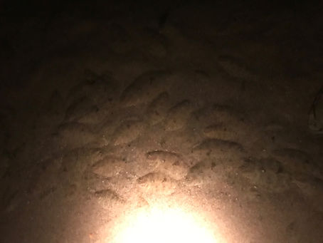 Coastal Fishing Connections - Alabama Report - 7/8/2018