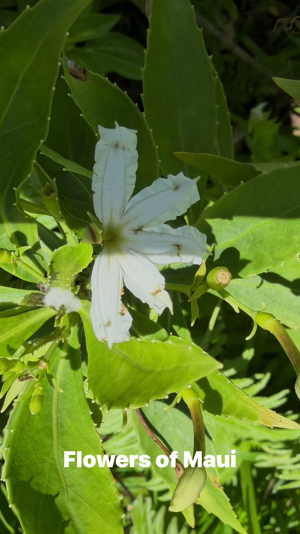 Flowers of Maui.mov