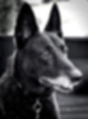 Combat Assault Dog Duco