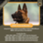 Accepted dogs were tattooed in the left ear with a serial number using the Preston brand system, originally used for horses and mules.



That system could tattoo 4,000 dogs with a single letter and number combinations (the Marines simply numbered their dogs).