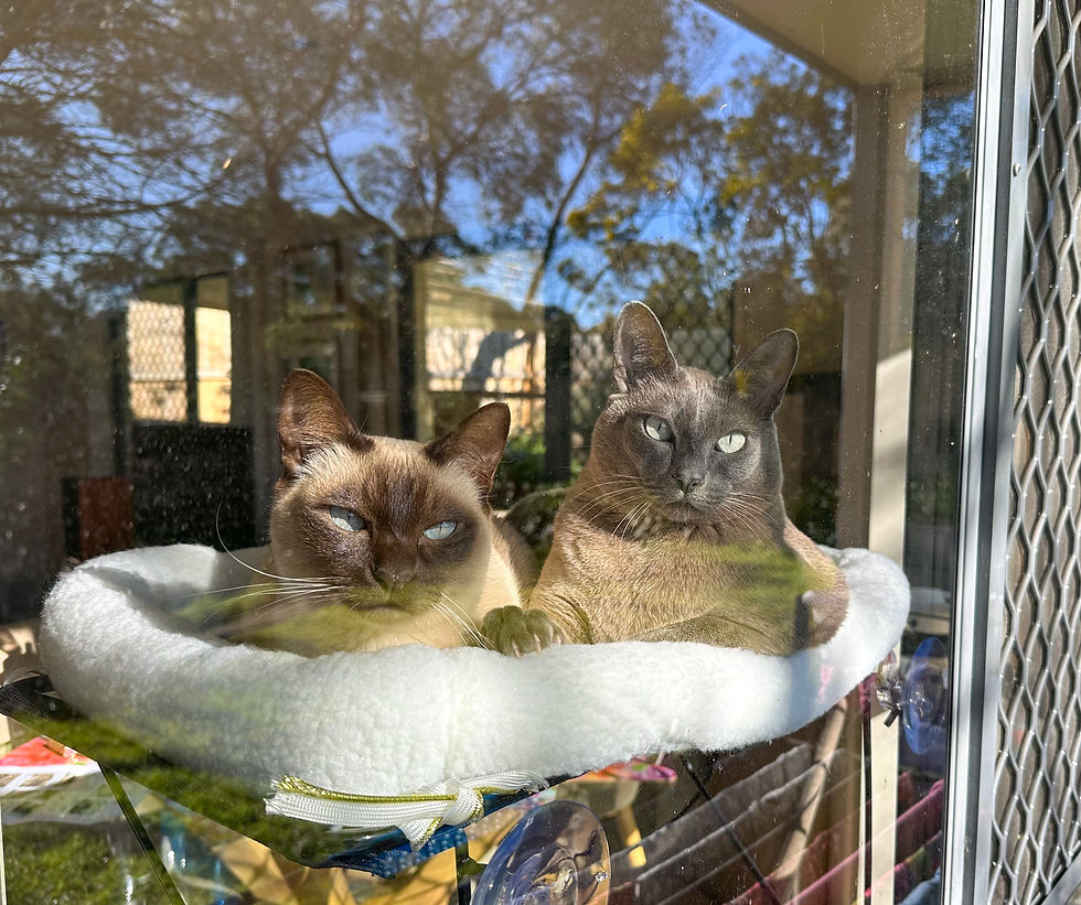two cats resting on a window mounted cat bed