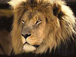 wildlife-photography (1).jpg