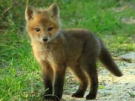 wild-dog-puppy (1).jpg