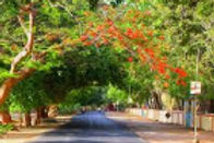 ashvini-garden-home-stay-entrance-road_edited.jpg