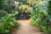 samarth-cottages-varsoli-alibag-entry-road_edited.jpg