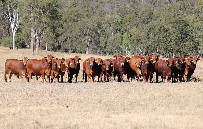group of bulls.jpg