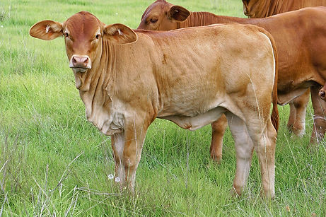 Idol%20heifer_edited.jpg