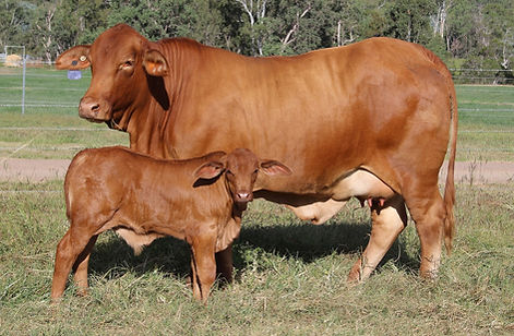 Hallie%20and%20calf%202_edited.jpg