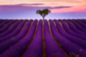 Provence Lavender in Valensole Photo