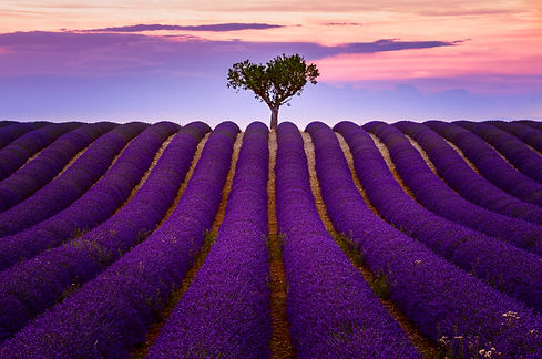 Provence Lavender in Valensole Photo