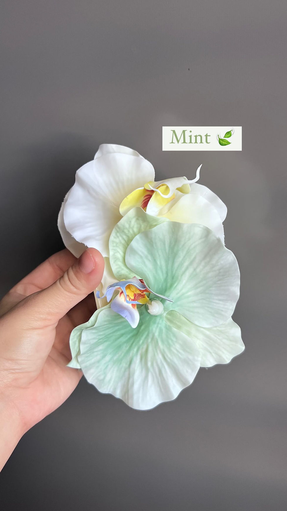 Thumbnail: Twin Bloom Orchids