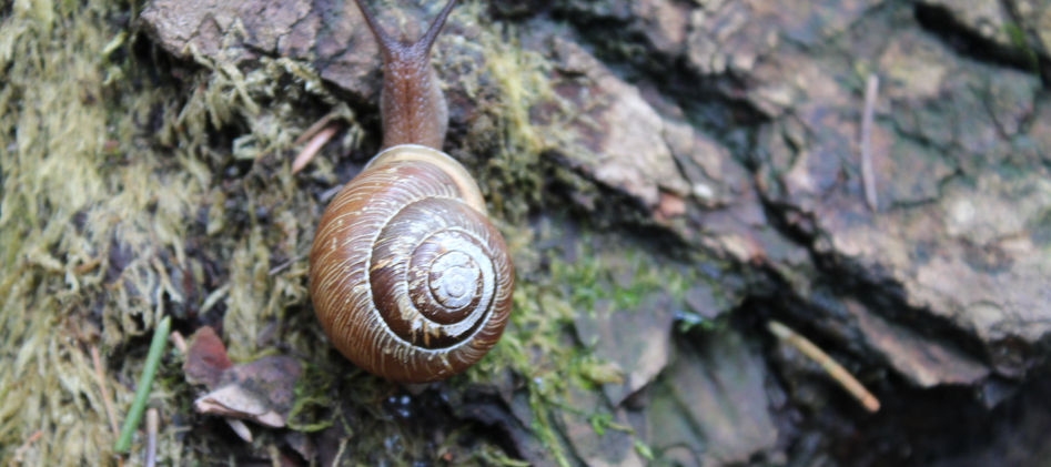 Snail