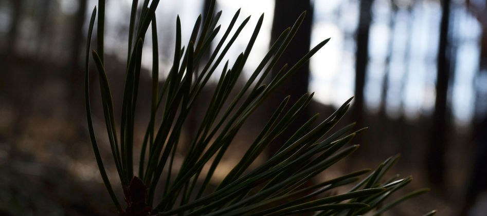 Pine Needles