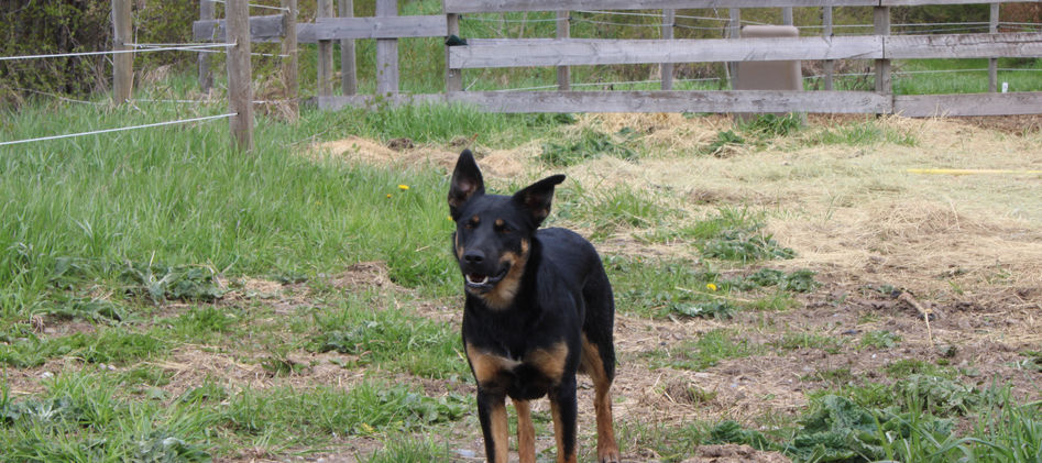 Dog