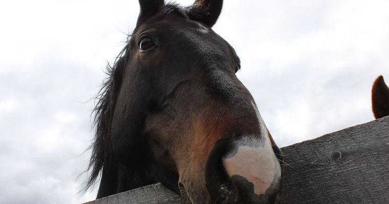 Up Close Horse