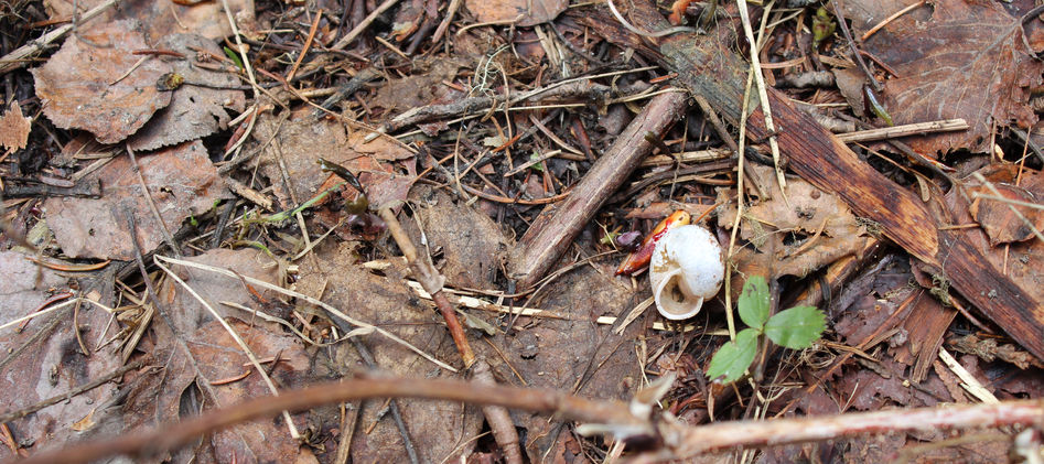 Snail Shell