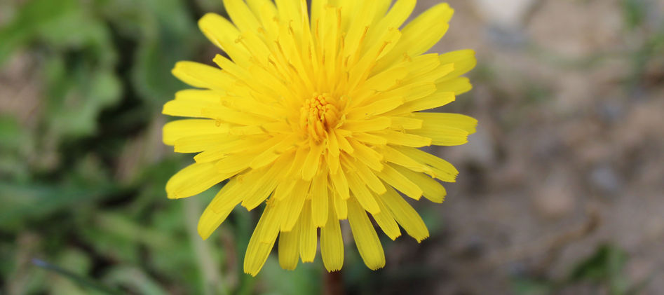 Dandelion