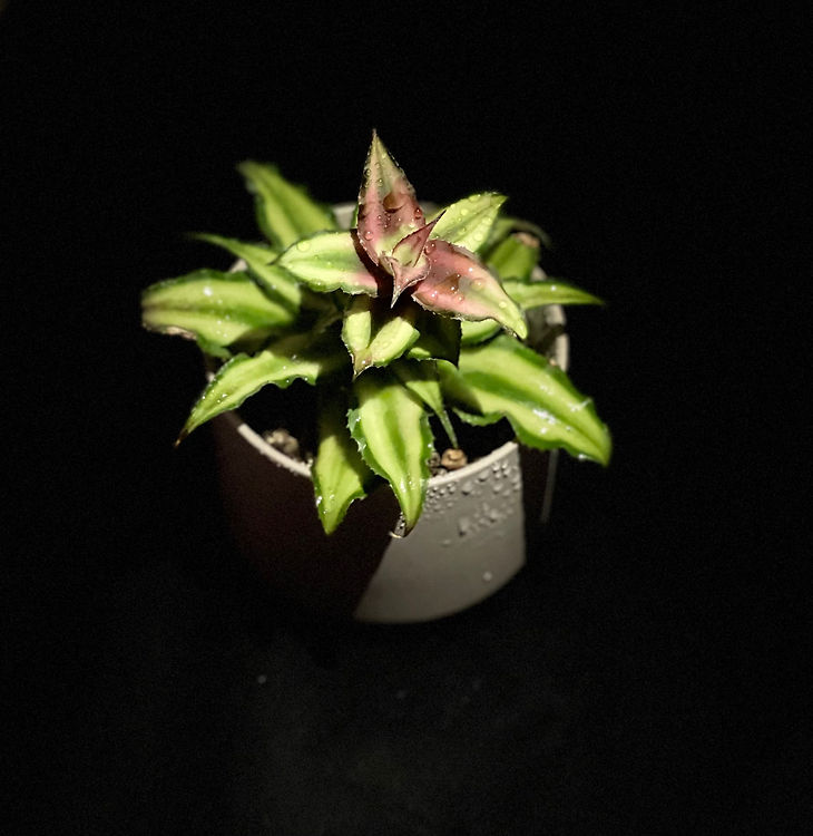 Plant.jpg