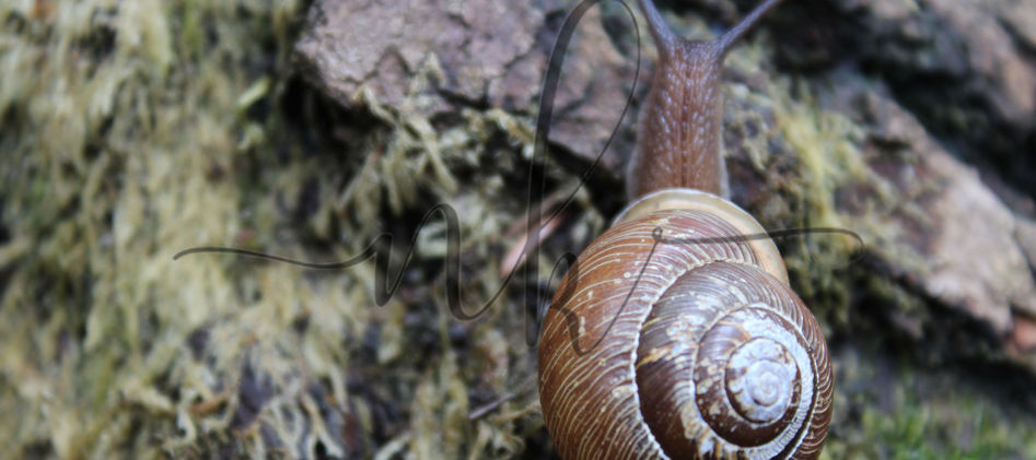 Snail Watermarked