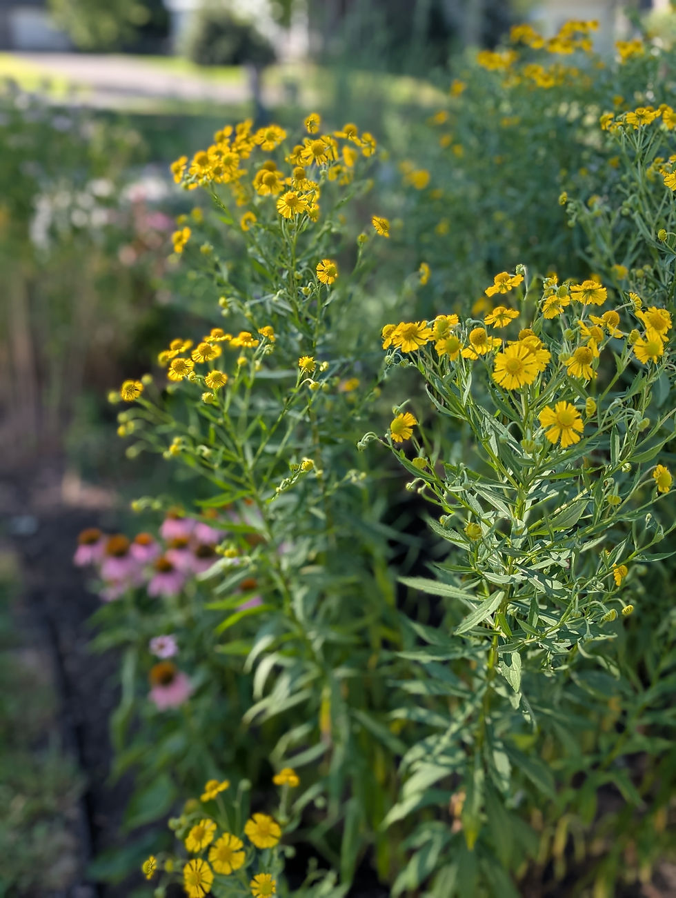 Flowers in bloom in a native pollinator garden.