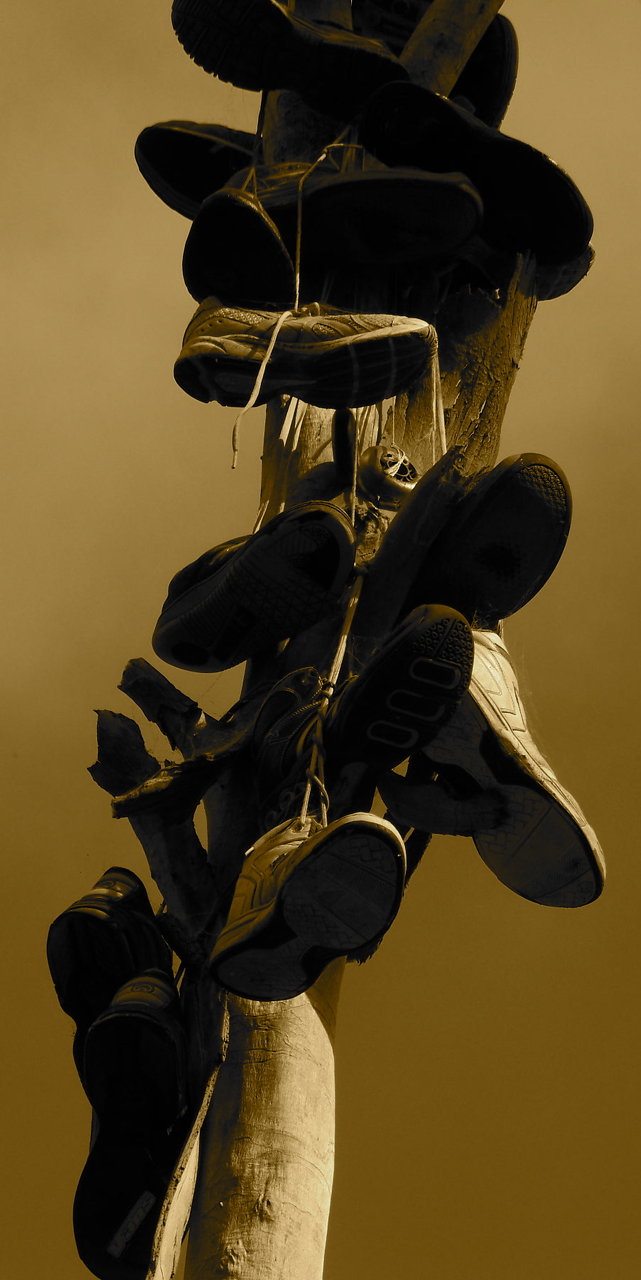 shoes growing on trees