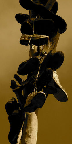 shoes growing on trees