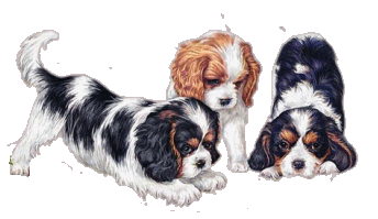 cavalier puppies