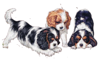 cavalierpuppies.gif